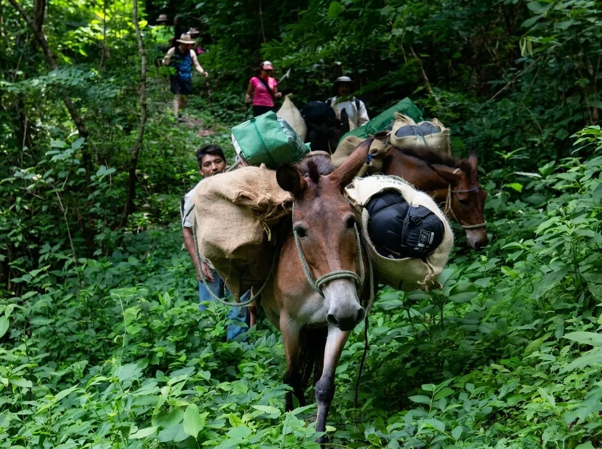 Pack animals in the community journey landscape