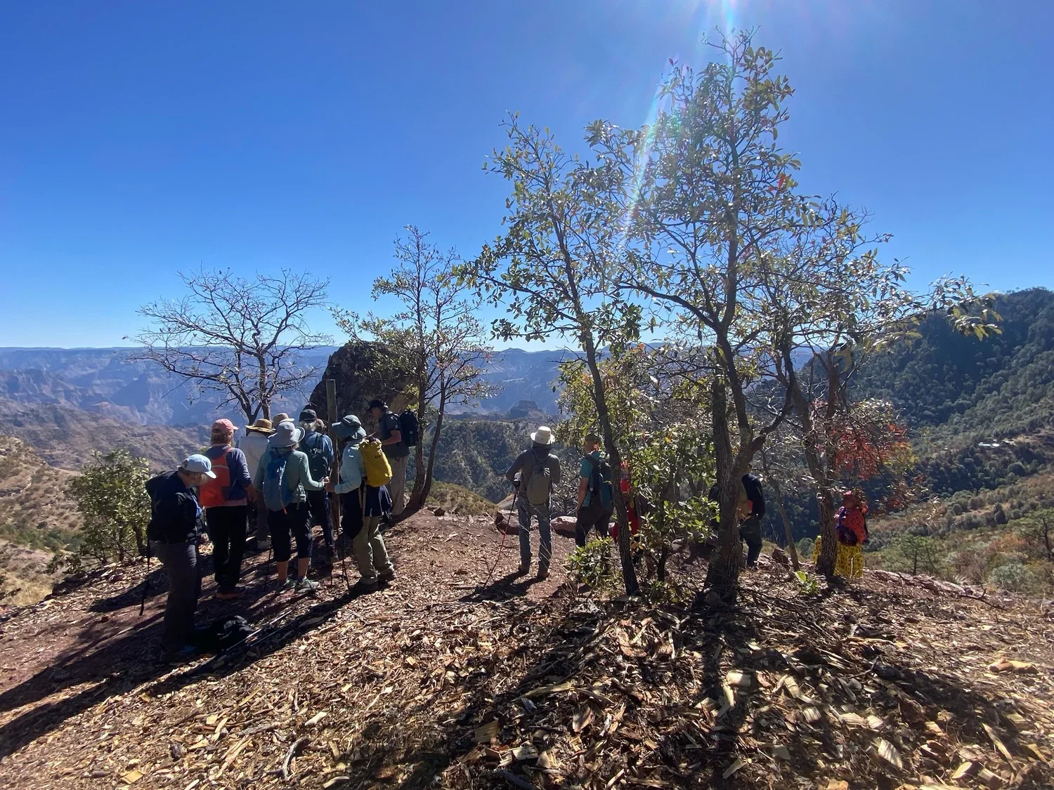 Hikers among pines on the canyon rim