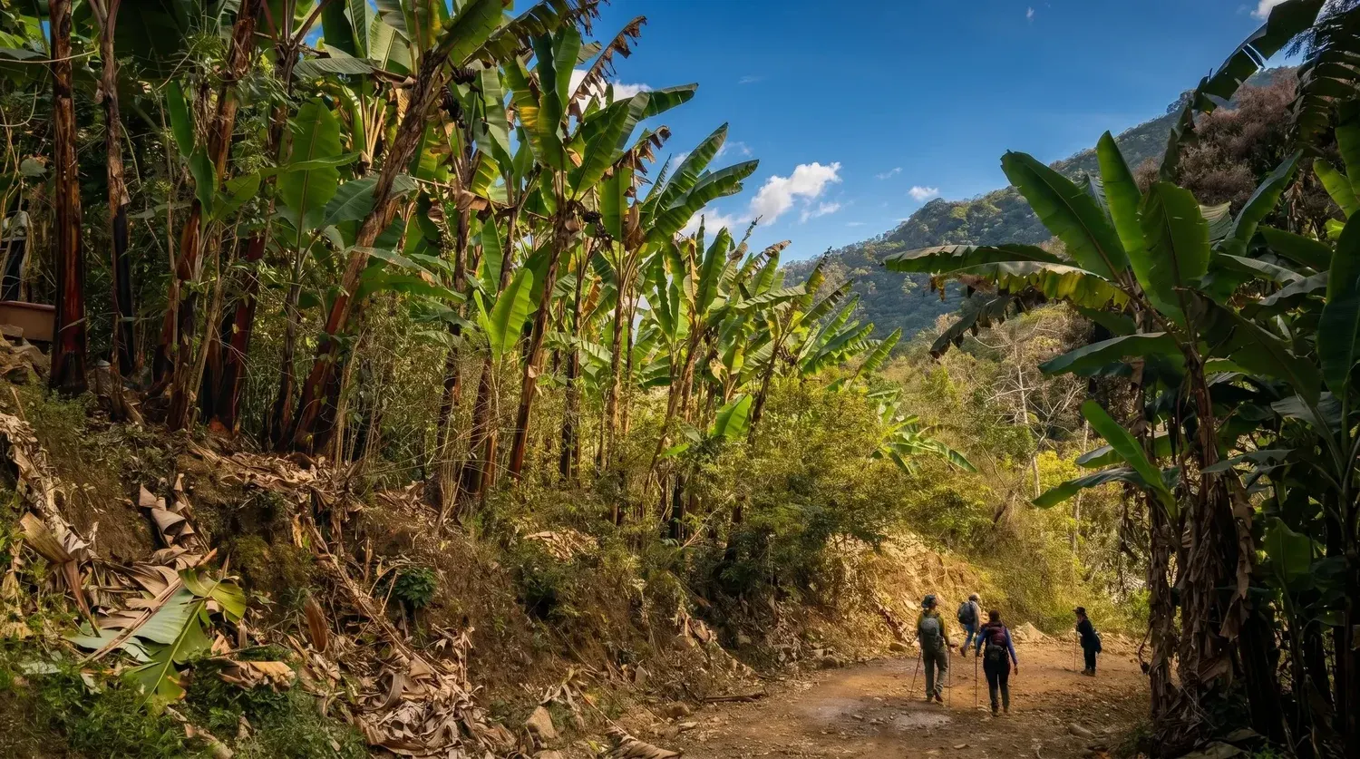 Jungle trail with mountains behind
